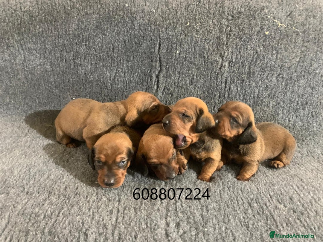 Teckel perros en venta: Cachorros Teckel Standard - Imagen 3
