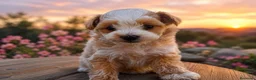 Maltipoo perros en venta: Maltipoo machos  - Anuncio 6