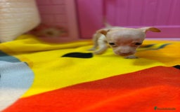Ratón de Praga perros en venta: Ratón de Praga  - Imagen 10