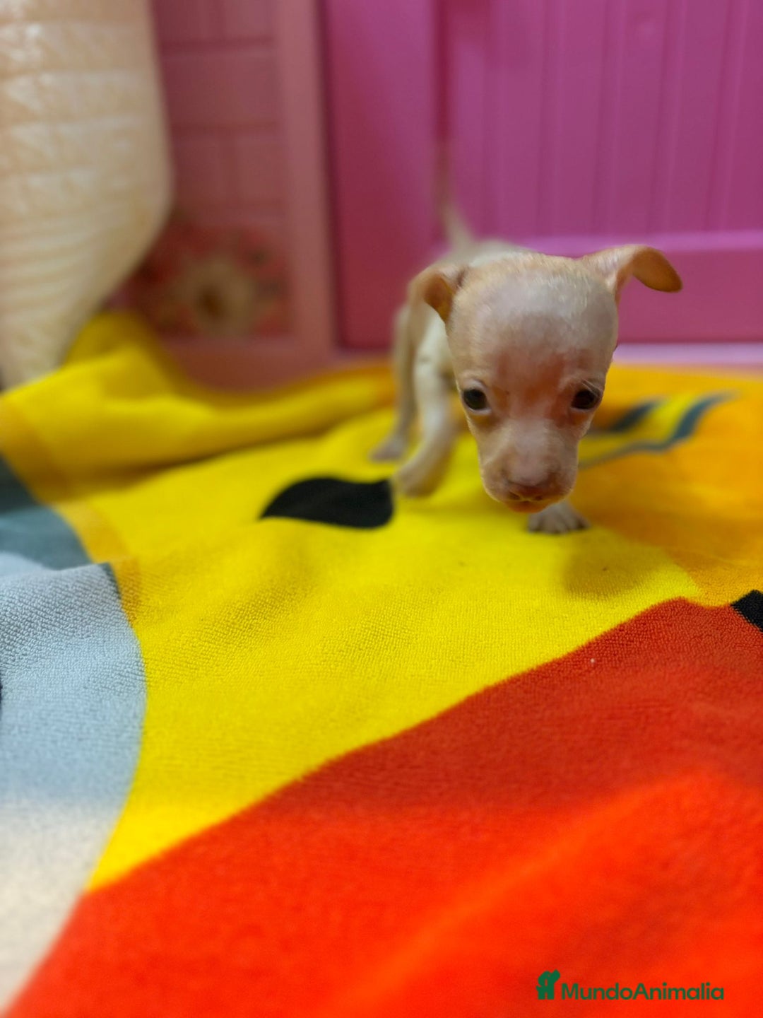Ratón de Praga perros en venta: Ratón de Praga  - Imagen 10