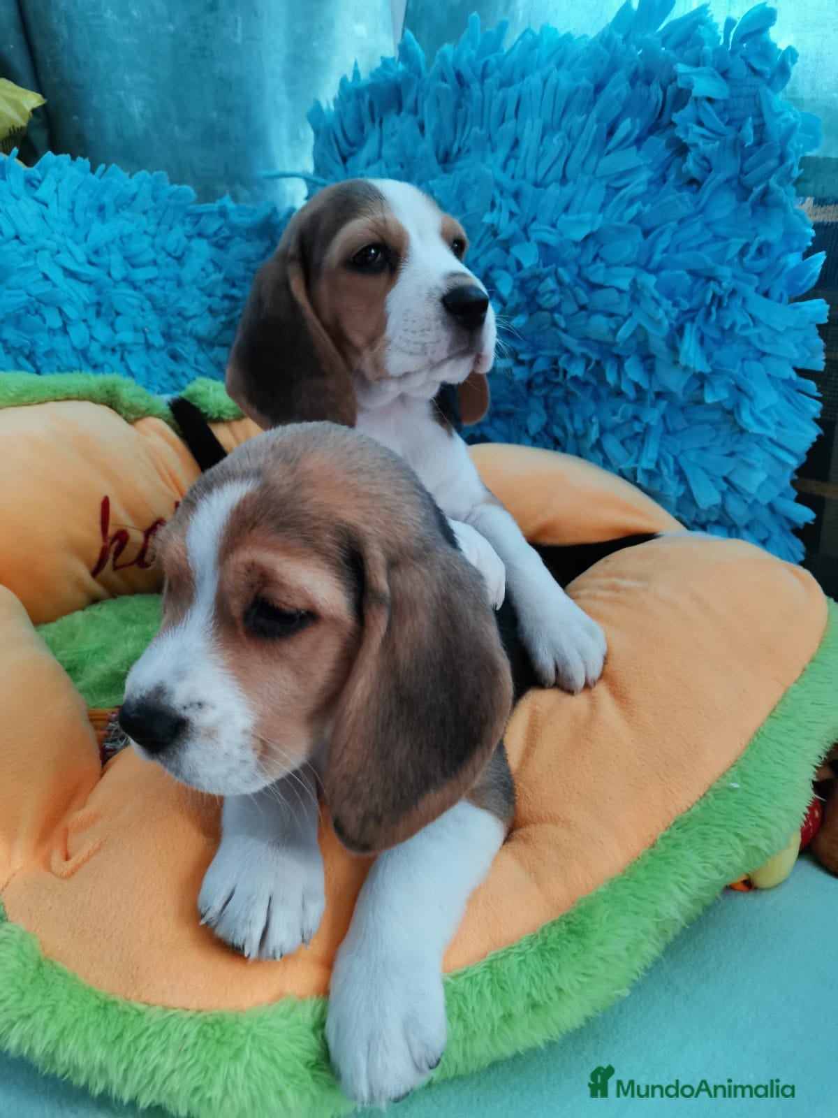 Beagle perros Bebés Beagles  - Anuncio 1