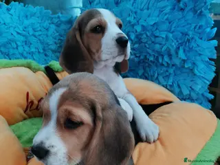 Beagle perros Bebés Beagles - Anuncio 1