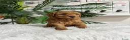 Caniche Enano perros en venta: CANICHE ENANO - Anuncio 4
