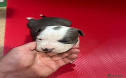 American Pit Bull Terrier perros en venta: camada American Pitbull Terrier  - Imagen 16