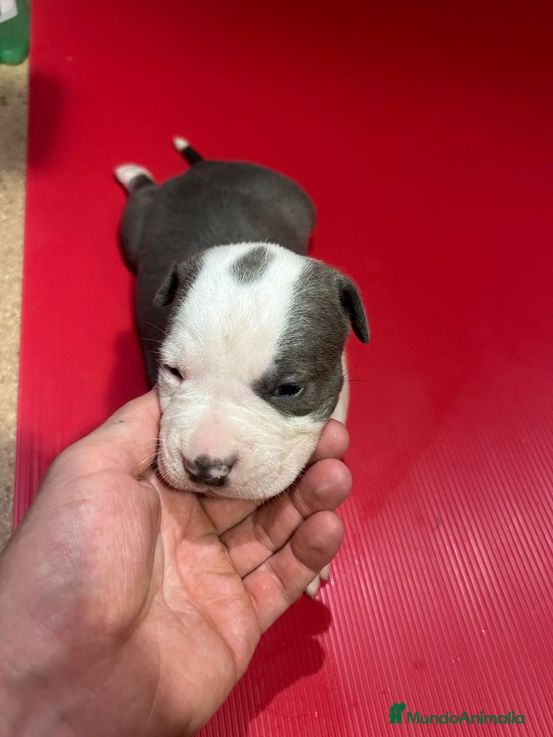 American Pit Bull Terrier perros en venta: camada American Pitbull Terrier  - Imagen 16