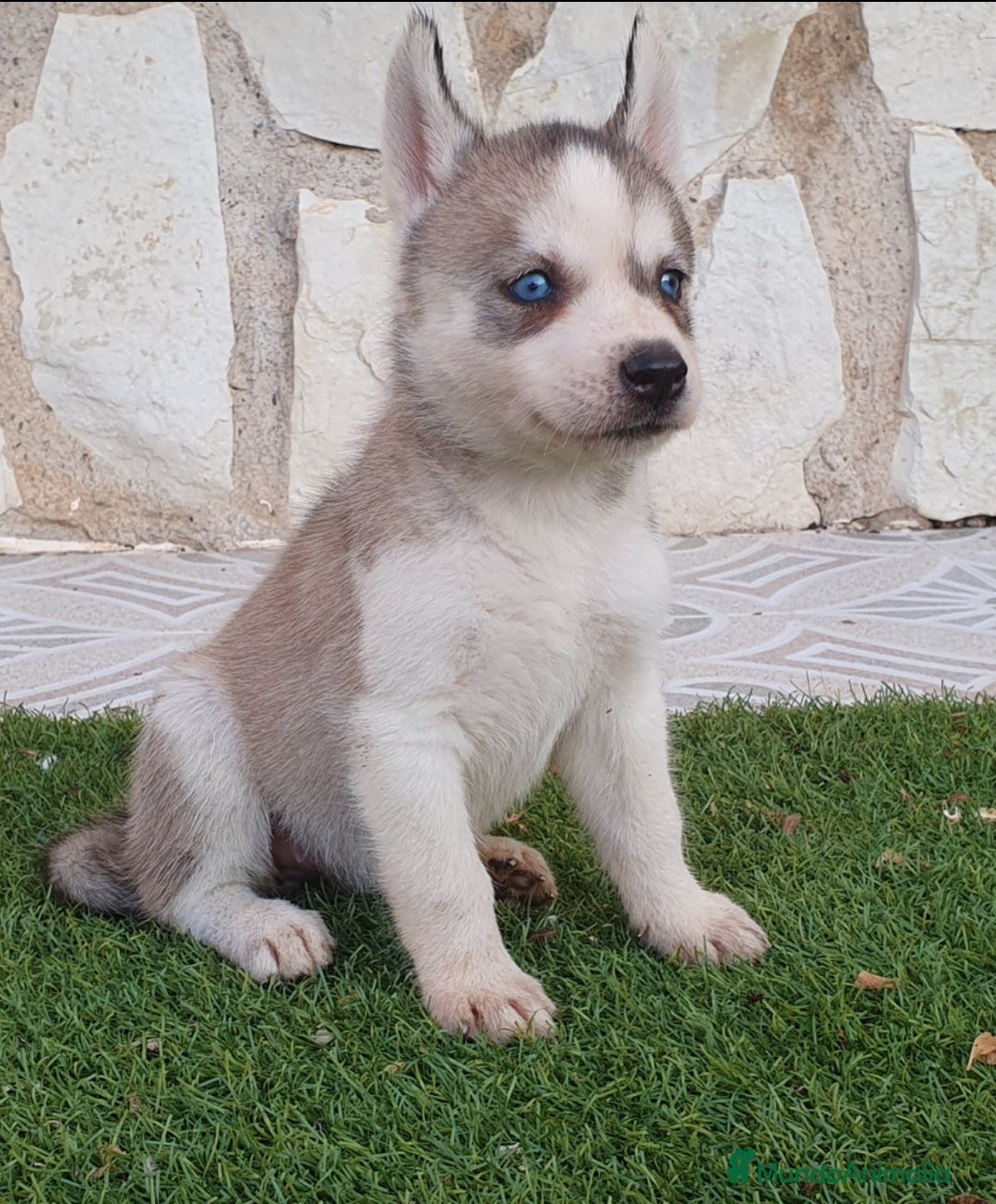 Husky Siberiano perros en venta: Encantadores cachorros Husky Siberiano  - Imagen 4