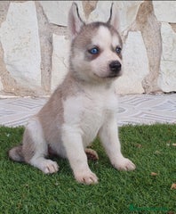 Husky Siberiano Cachorro 2