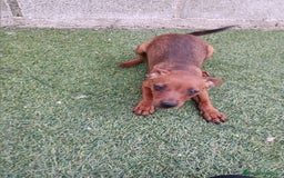 Pinscher Miniatura perros en venta: Pinscher hembra - Imagen 7