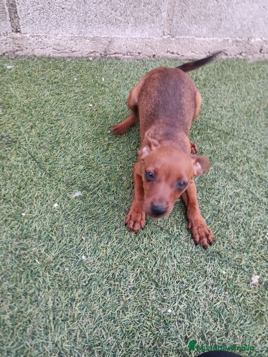 Pinscher Miniatura perros en venta: Pinscher hembra - Imagen 7