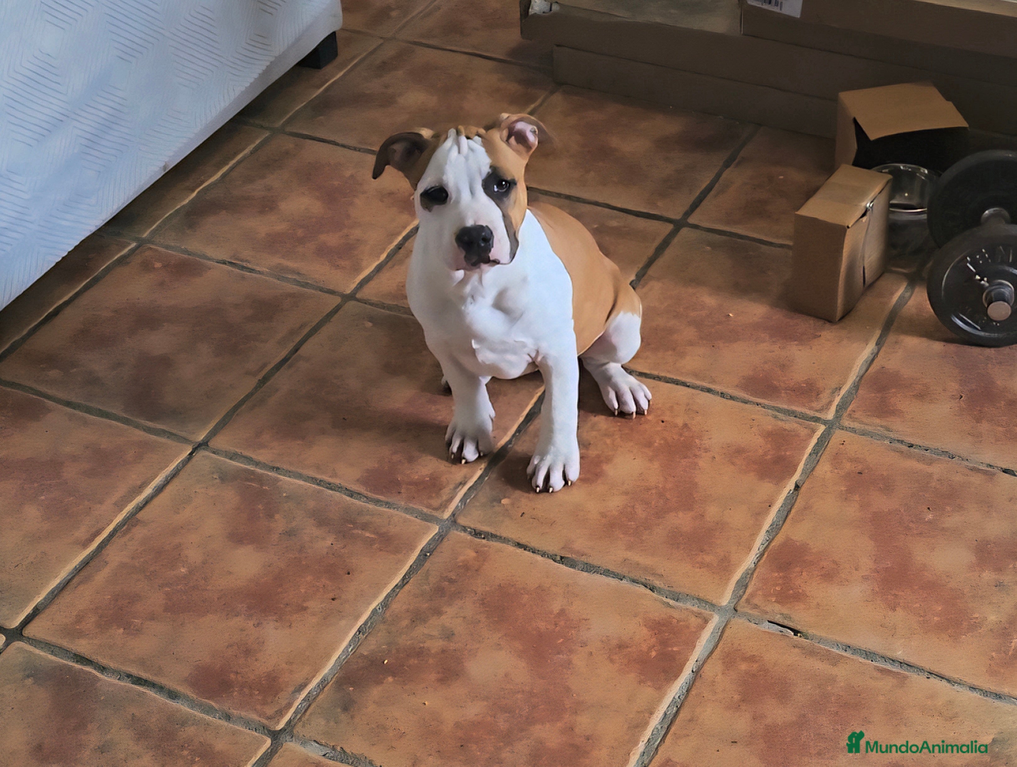 American Staffordshire-Terrier perros American staffordshire terrier  - Anuncio 1