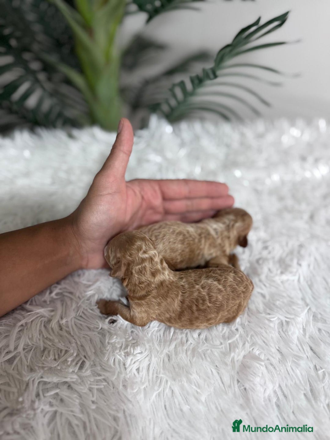 Caniche Toy perros en venta: CANICHE TOY - Imagen 10