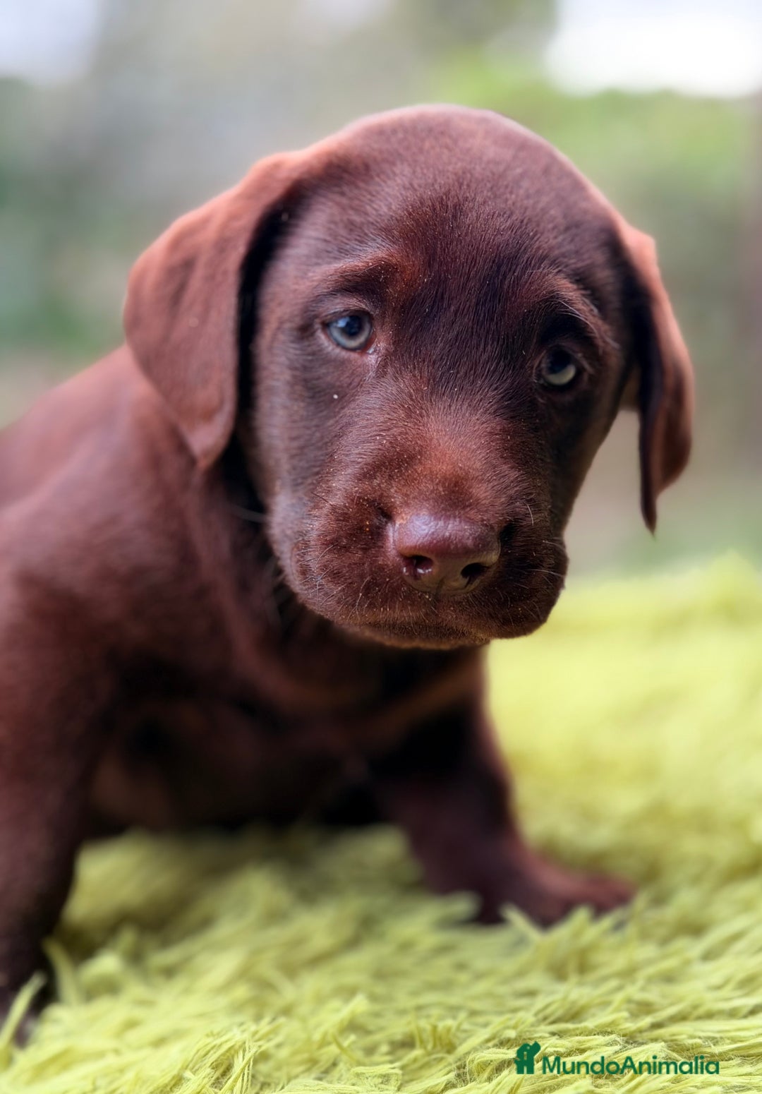 Labrador Retriever perros en venta: Labrador chocolate  - Anuncio 5