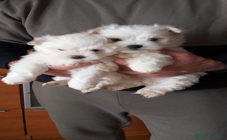Bichón Maltés perros - Anuncio 9