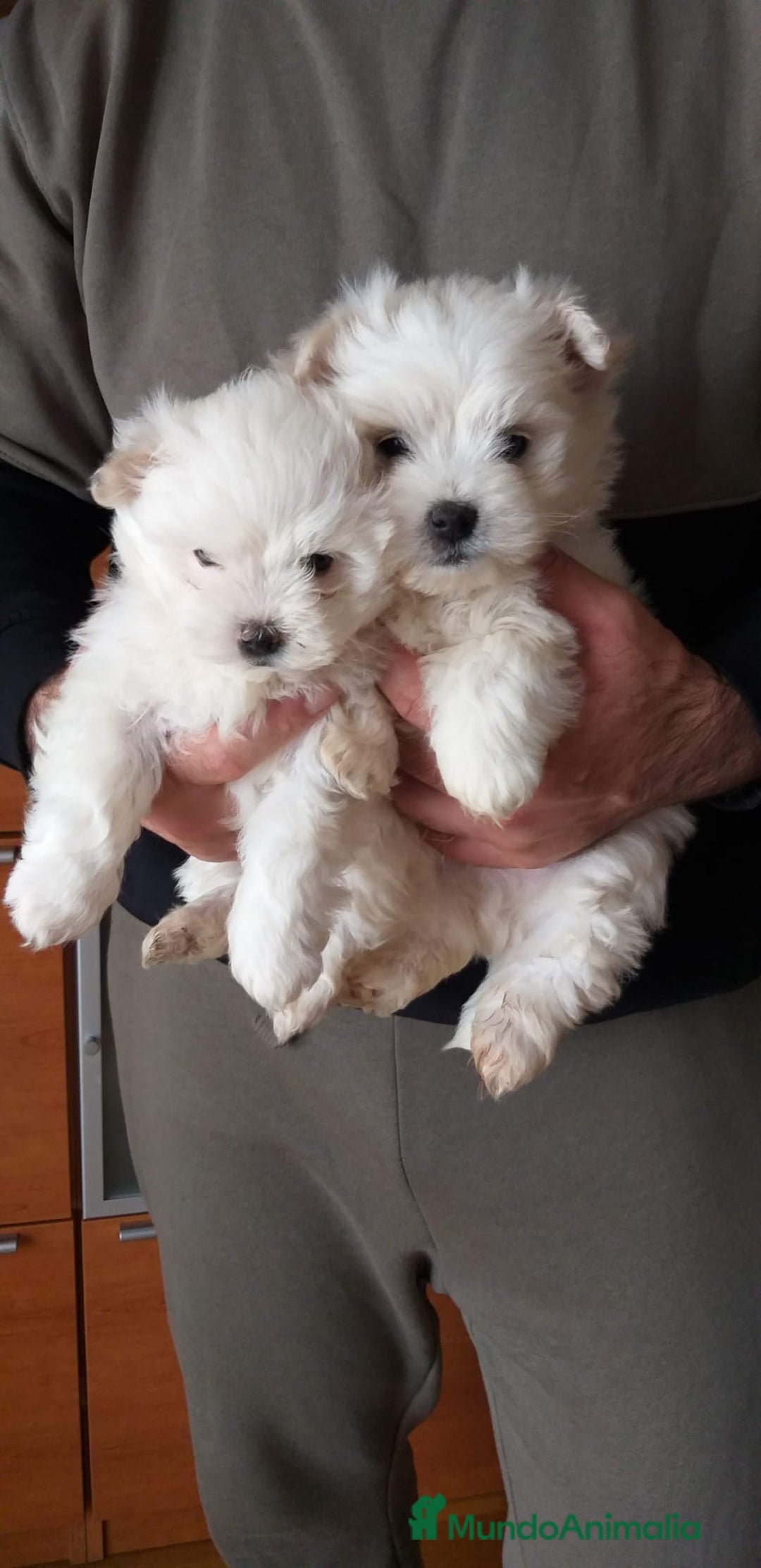 Bichón Maltés perros en venta: BICHON MALTES AMERICANO  - Imagen 1