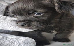 Raza Mixta perros en venta: Cachorro  - Anuncio 2