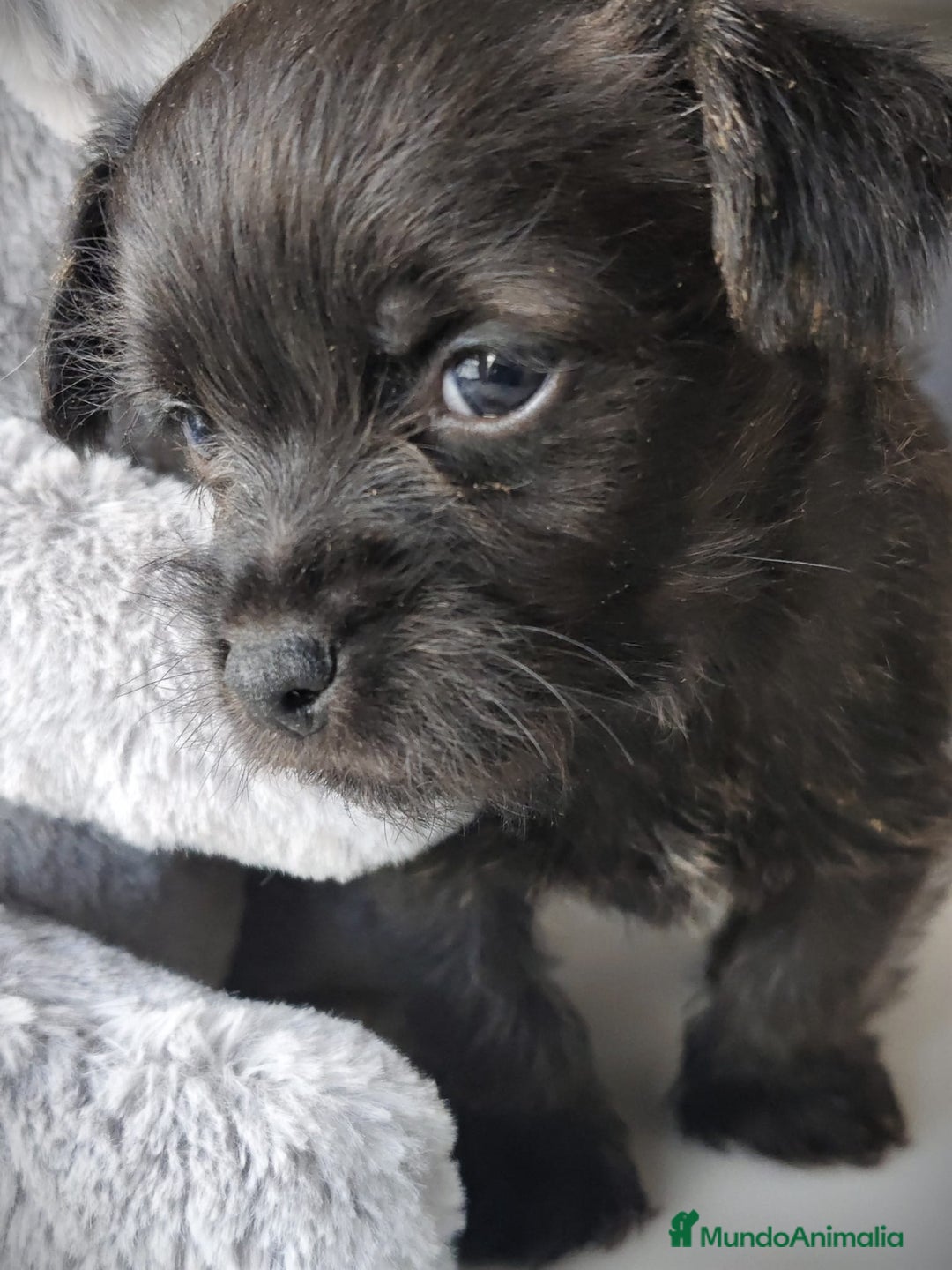 Raza Mixta perros en venta: Cachorro  - Anuncio 2