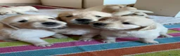 Golden Retriever perros en venta: Golden retriever - Anuncio 3