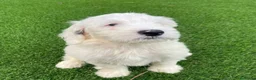 Perro de Agua Español perros en venta: PERRO DE AGUA ( TODA ESPAÑA )  - Anuncio 3