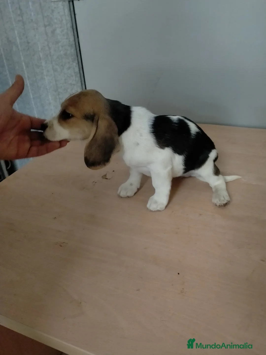 Beagle perros en venta: Cachorritos de beagle  - Anuncio 2
