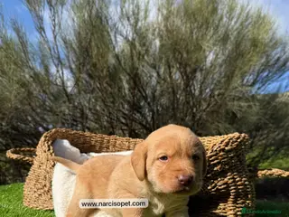 Labrador Retriever perros LABRADOR MACHO - Anuncio 2