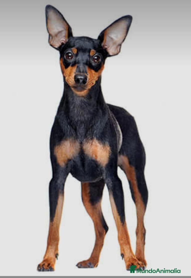 Pinscher Miniatura perros Mini pinscher Madrid - Anuncio 4