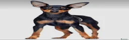 Pinscher Miniatura perros en venta: Mini pinscher Madrid - Anuncio 1