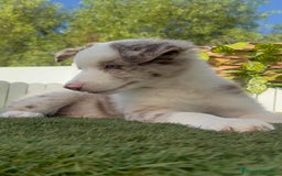 Border Collie perros en venta: BORDER COLLIE CHOCOMERLE - Imagen 23