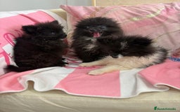 Pomerania perros en venta: POMERANIA MICRO TOY - Imagen 7