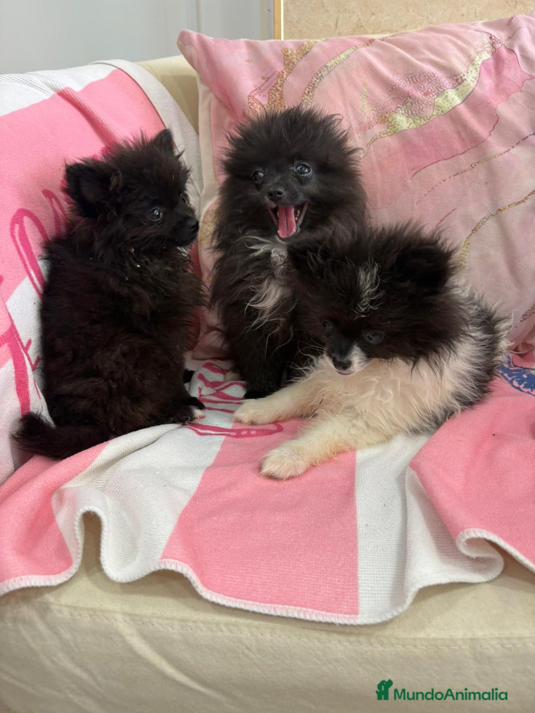 Pomerania perros en venta: POMERANIA MICRO TOY - Imagen 7