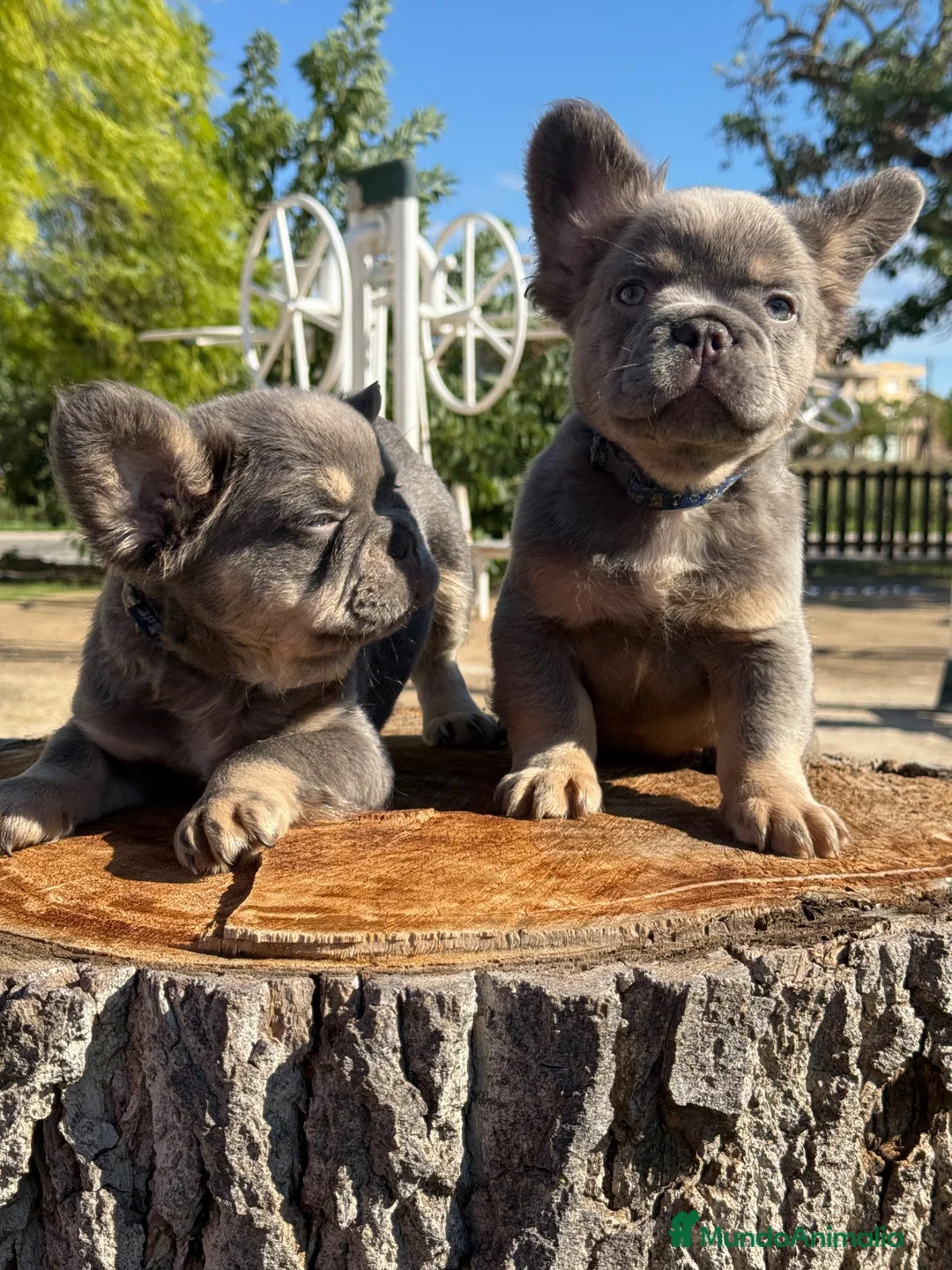 Bulldog Francés perros en venta: Bulldog francés fluffy  - Anuncio 1