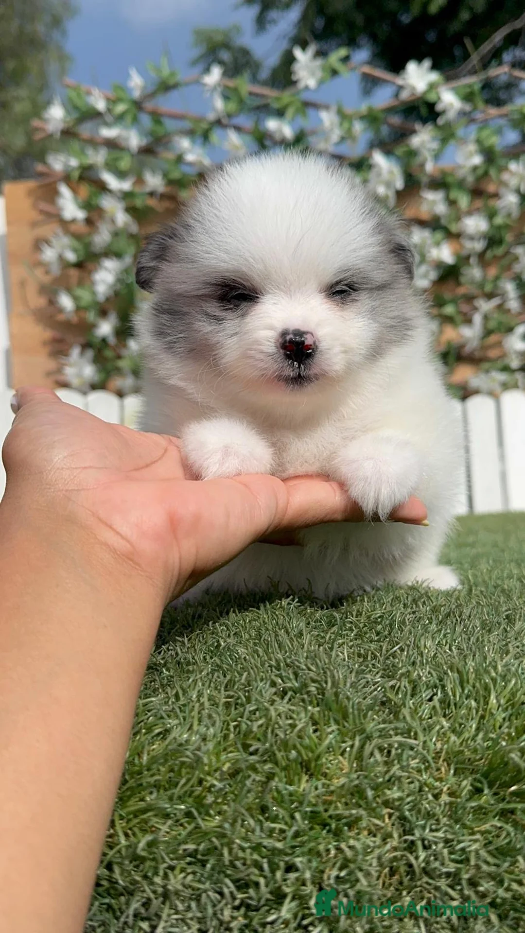 Pomerania perros en venta: POMERANIA - Anuncio 2