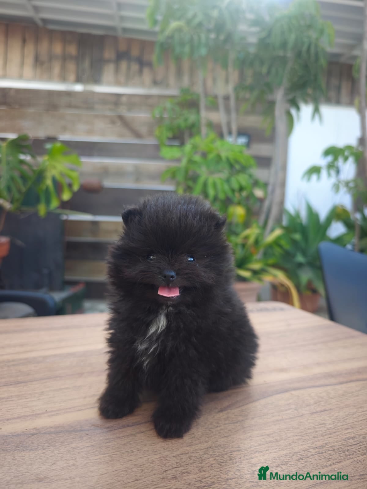 Pomerania perros Pomerania  - Anuncio 32