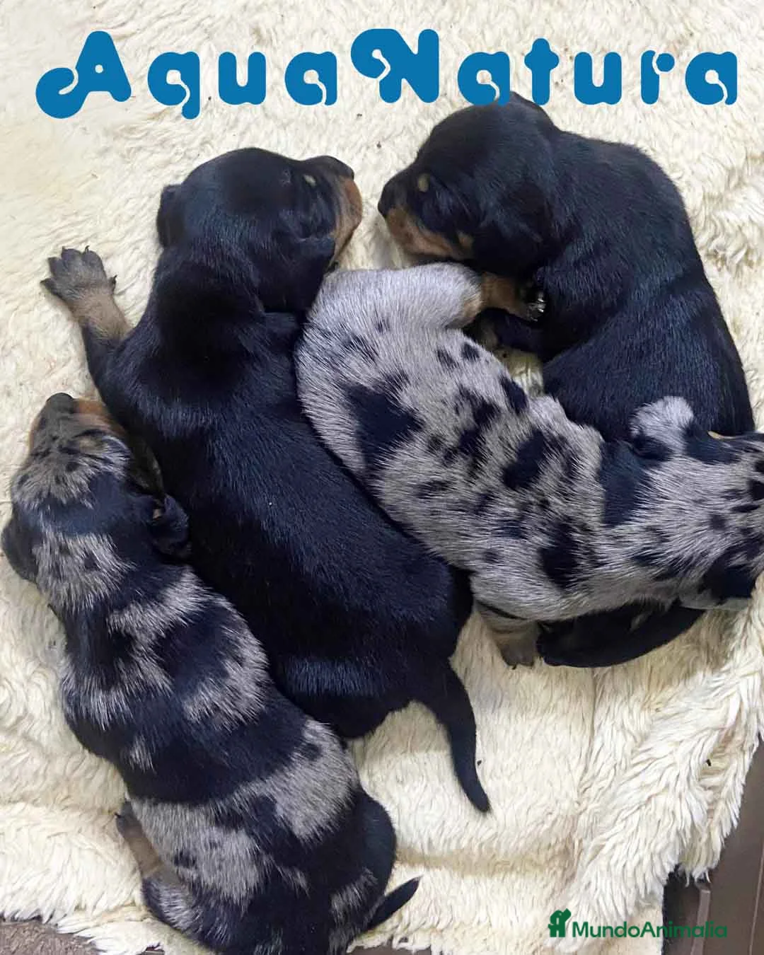 Teckel perros en venta: Camada Teckel de Tita Junior y Tilo - AQUANATURA en Barcelona - Anuncio 2