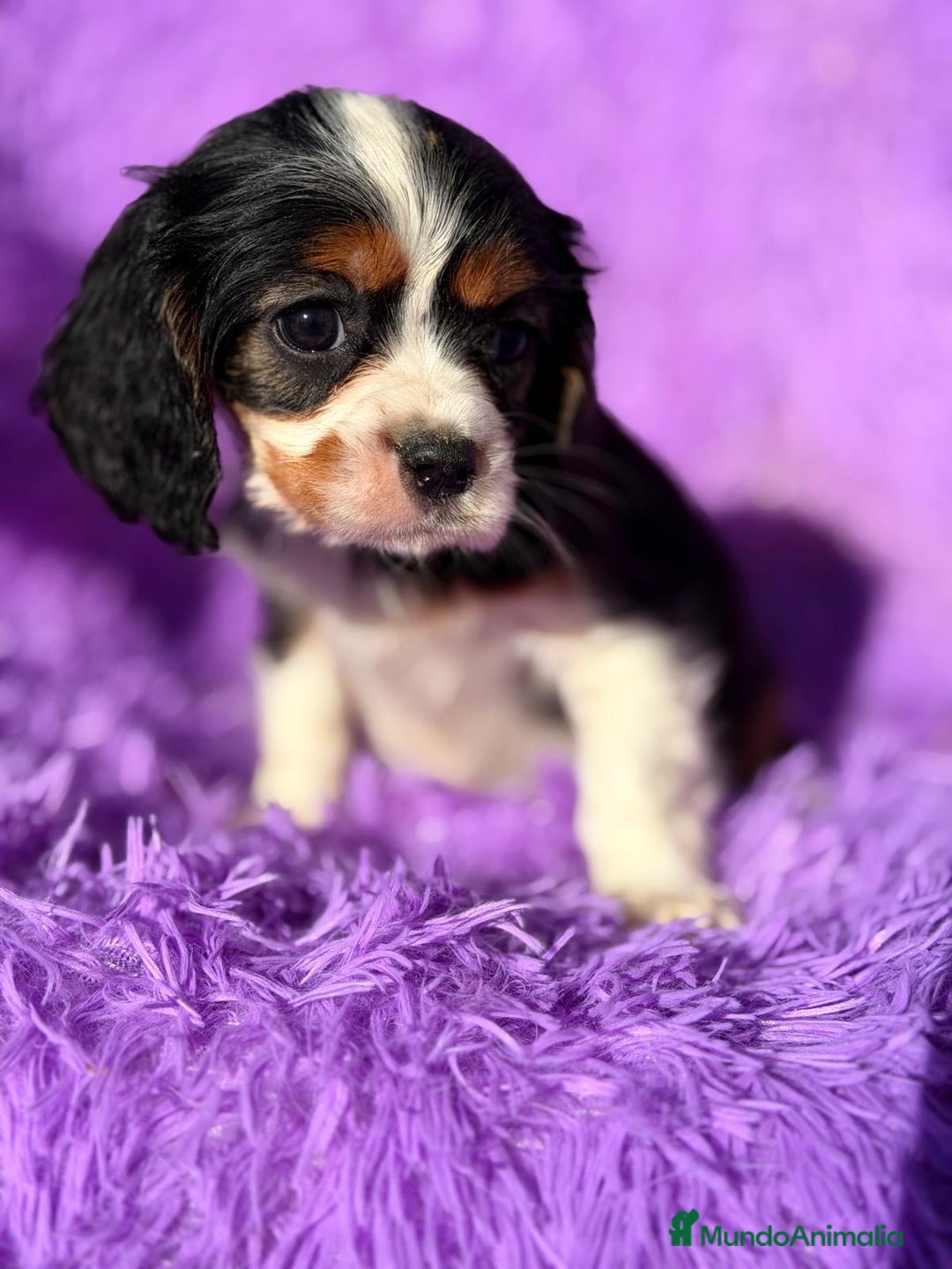 Cavalier King Charles Spaniel perros en venta: CAVALIER TRICOLOR DISPONIBLES - Anuncio 3