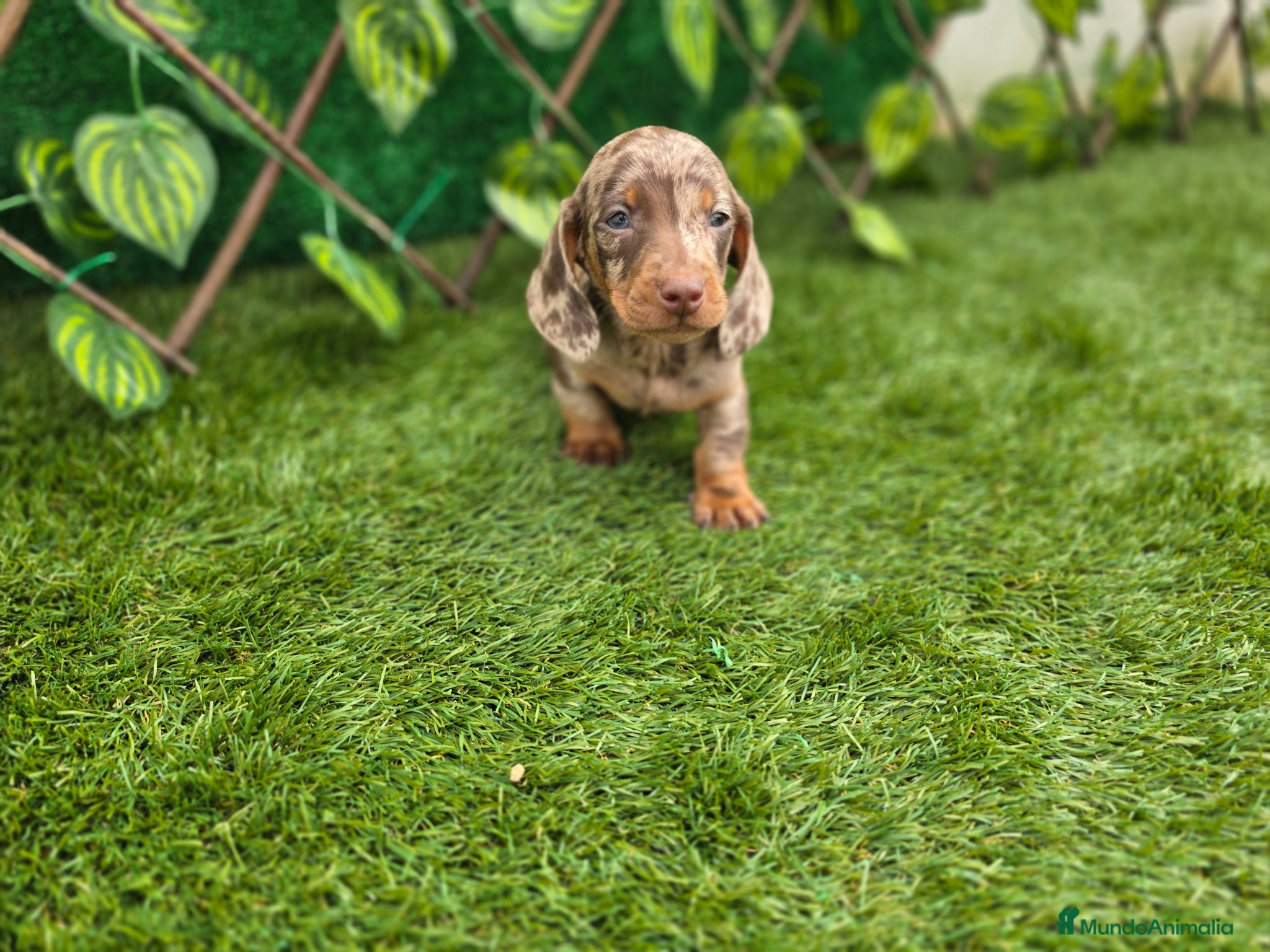 Teckel Miniatura perros TECKEL KANNINCHEN ARLEQUINES & CHOCOLATE - Anuncio 33