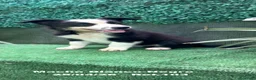 Border Collie perros en venta: Border Collie De Villa Biznaga - Anuncio 5