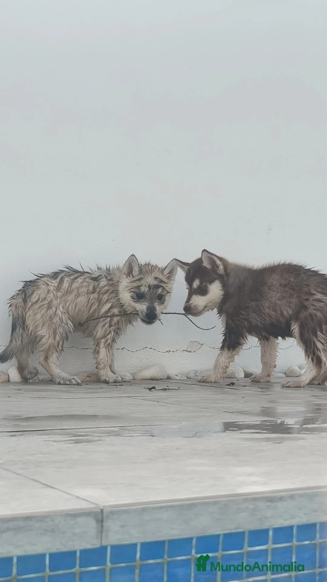 Husky Siberiano perros en venta: Husky SIBERIANO disponibles  - Anuncio 16