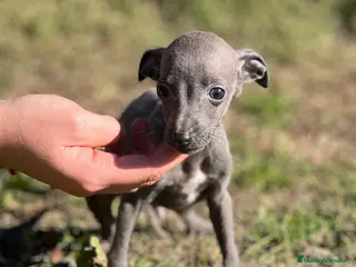 Pequeño Lebrel Italiano perros PICCOLO BLUE MACHO DISPONIBLE! en Barcelona - Anuncio 12