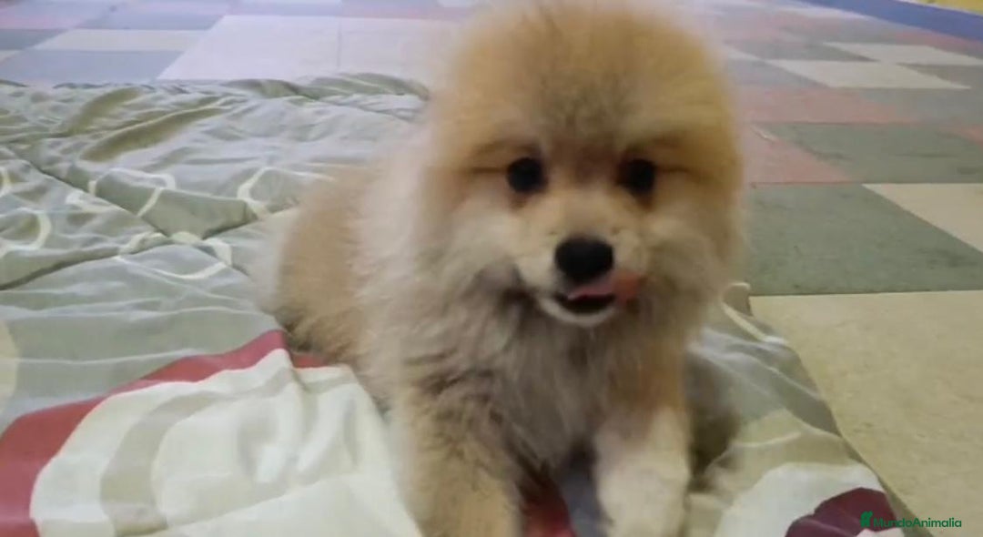 Pomerania perros en venta: Lulu pomerania toy - Imagen 6