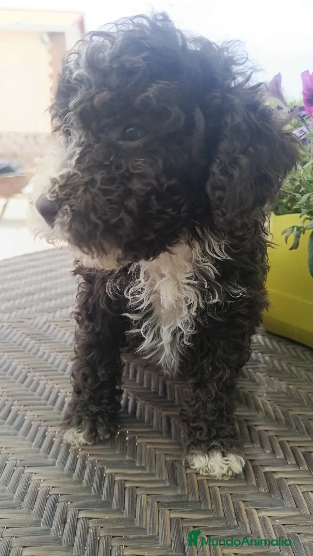 Perro de Agua Español perros en venta: Preciosa camada de perros de agua chocolate🐾🐶 en Sevilla - Anuncio 9