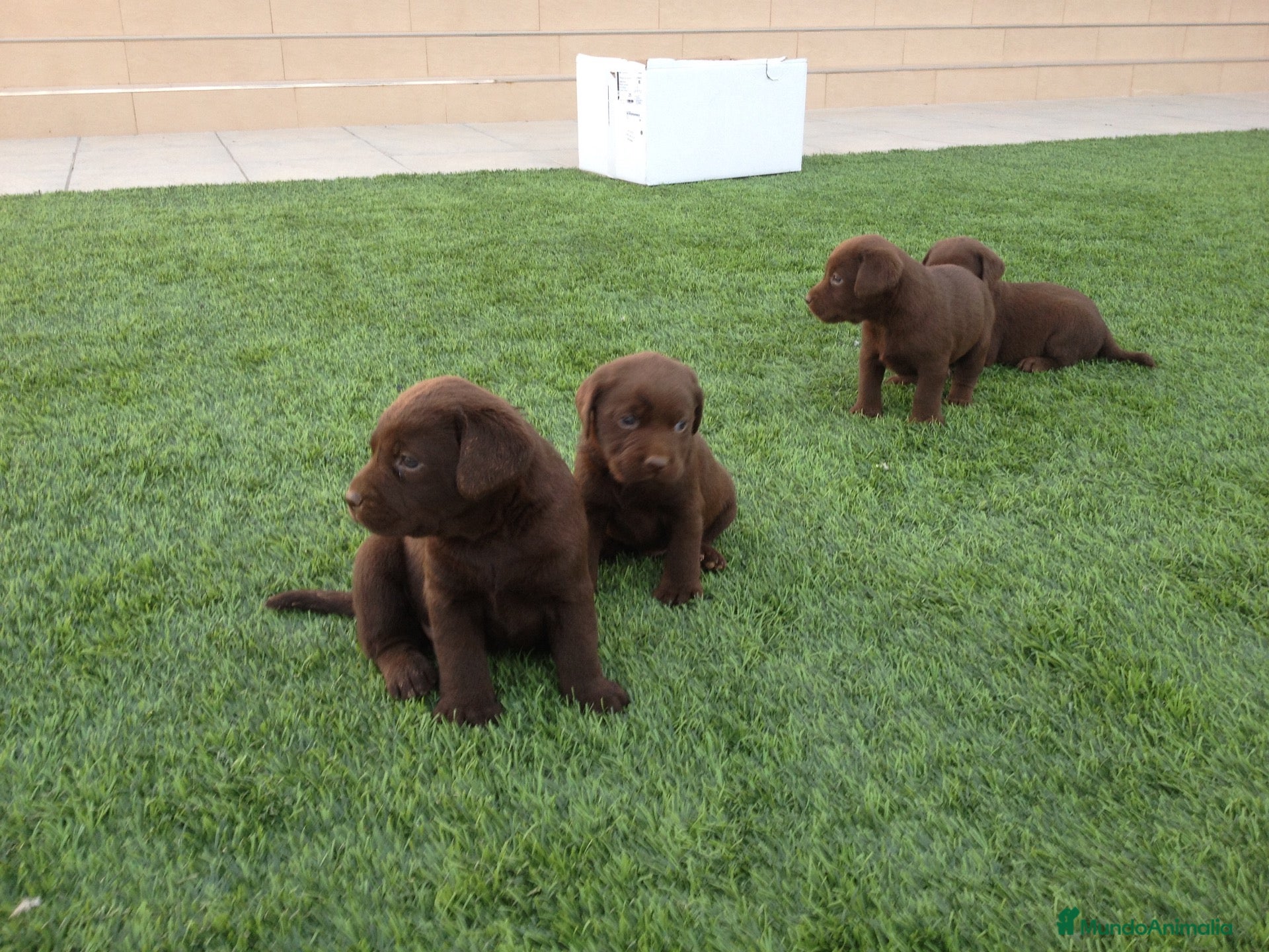 Labrador Retriever perros Cachorros labrador chocolate con pedigree  - Anuncio 1