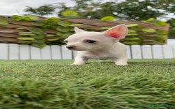 Chihuahua perros en venta: CHIHUAHUA HEMBRA BLANCA - Imagen 6