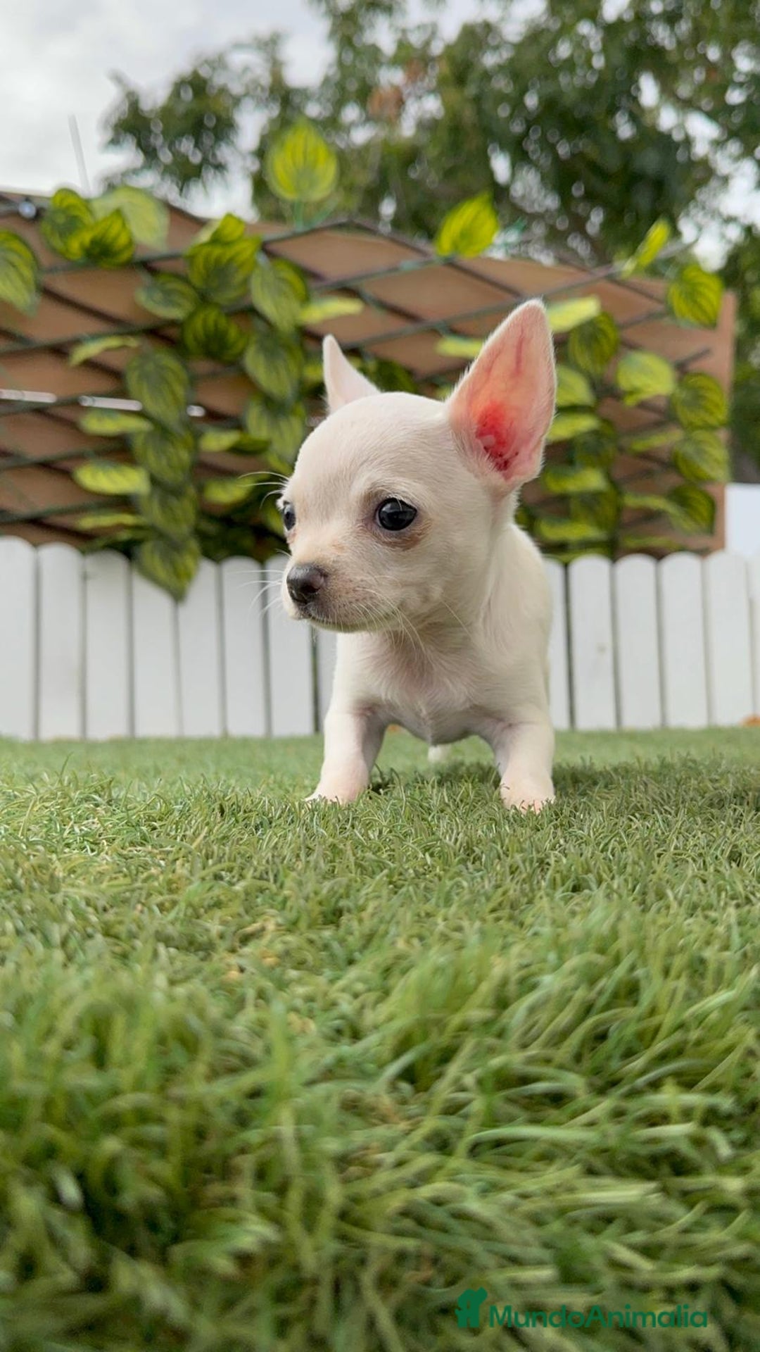 Chihuahua perros en venta: CHIHUAHUA HEMBRA BLANCA - Imagen 6