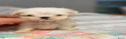 Bichón Maltés perros en venta: Bichón Maltés  - Anuncio 6