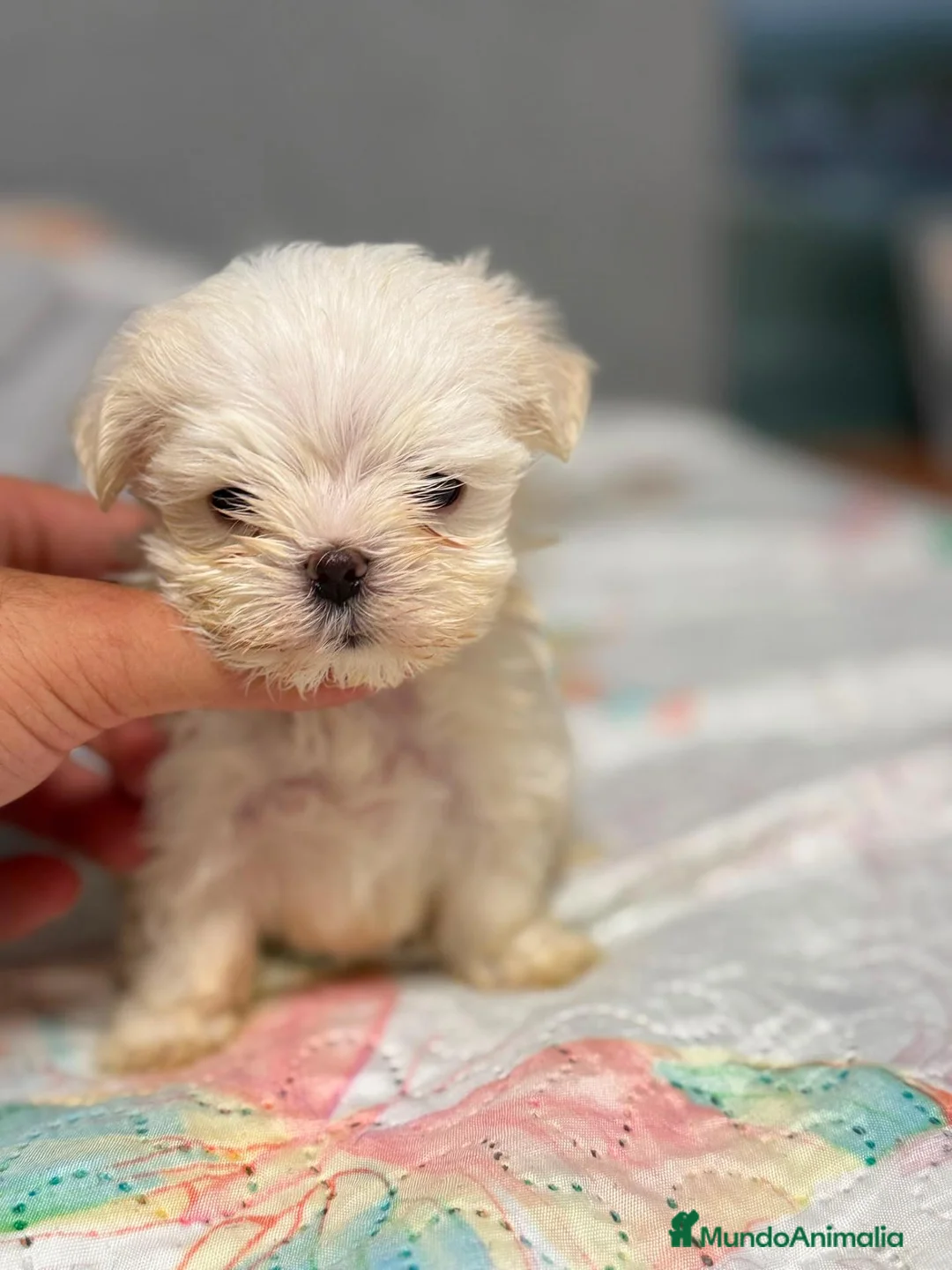 Bichón Maltés perros en venta: Bichón Maltés  - Anuncio 6