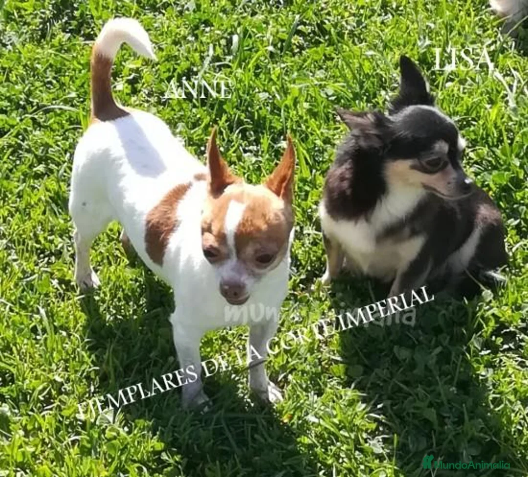 Imagen de galería {{count}}