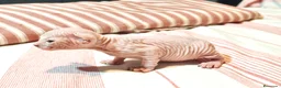 Sphynx gatos en venta: Magnificos Sphyx blancas - Anuncio 4