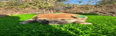 Shiba Inu 1