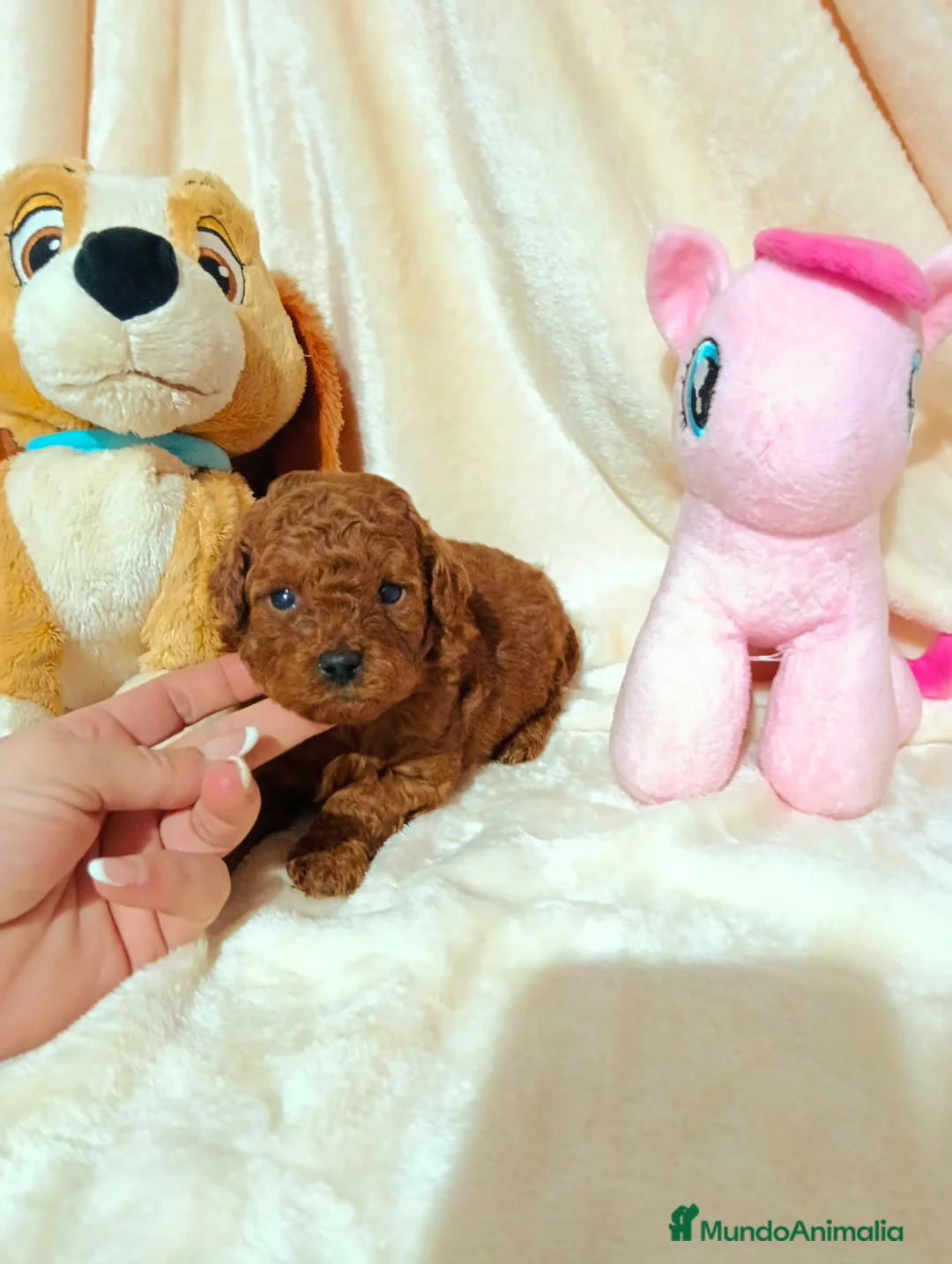 Caniche Toy perros en venta: Caniche toy - Anuncio 1