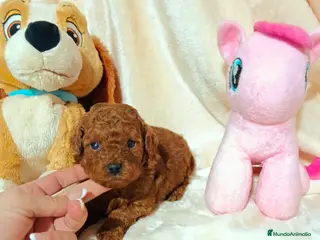 Caniche Toy perros Caniche toy - Anuncio 1
